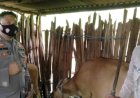 Tiga-Orang-Bhabinkamtibmas-Polres-TTU-Ringkus-Pelaku-Pencurian-Ternak-Sapi