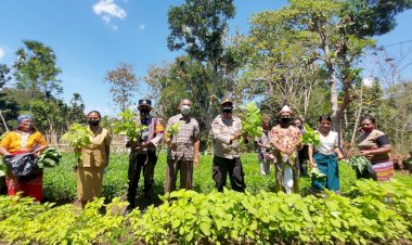 Wakapolres-TTU-Panen-Simbolis-di-Kebun-Percontohan-Bhabinkamtibmas-Aplasi,-Ini-Pesan-Ketua-Kelompok-Tani