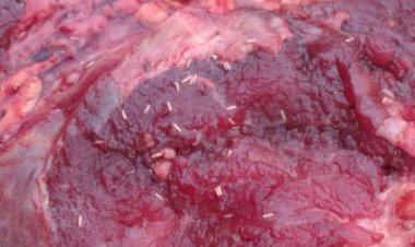 Astaga!-Daging-Sapi-Berbelatung-Dijual-di-Pasar-Sallu,-Kapolsek-Miobar-dan-Dinas-Peternakan-Turun-Amankan