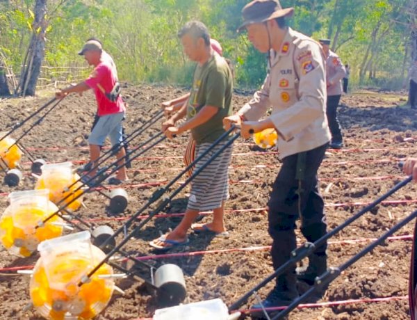 Penanman Jagung di Wilayah Polres TTU Dukung Program Kapolda NTT