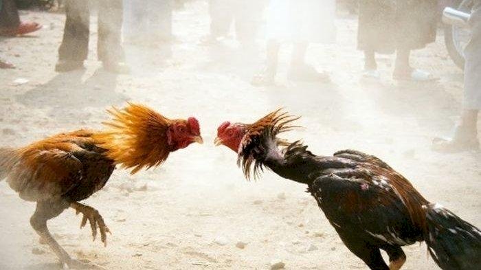 Judi sabung Ayam berhasil di Gerebek  Reskrim Polres TTU