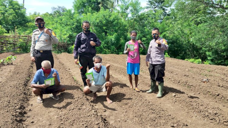 Pemberian Bibit dan Penyemaian Bibit Tomat di Lahan Pertanian Kampung Tangguh Desa Akomi