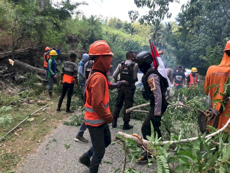 Mantap, Raimas Polres TTU Bantu PLN Bersihkan Pohon Tumbang