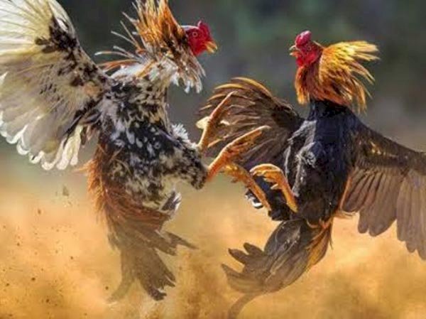Respon Cepat TNI/Polri Bubarkan Judi Sabung Ayam, Kapolres: Tidak Benar Kalau Kita Bekingi