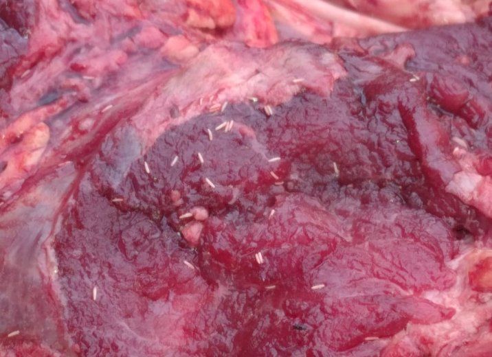 Astaga! Daging Sapi Berbelatung Dijual di Pasar Sallu, Kapolsek Miobar dan Dinas Peternakan Turun Amankan