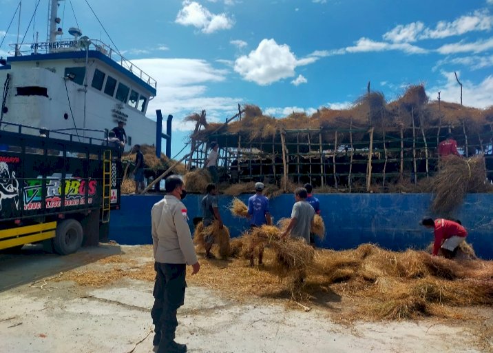 Polres TTU Rutin Operasi Kegiatan Angkut Hewan di Pelabuhan Wini