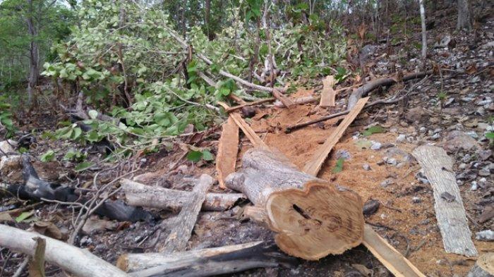 Kepala Desa Oenaem dan Empat Pelaku Illegal Logging Ditangkap, Ini Penjelasan Polres TTU